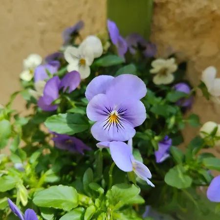 Host4all * Falconara Marittima